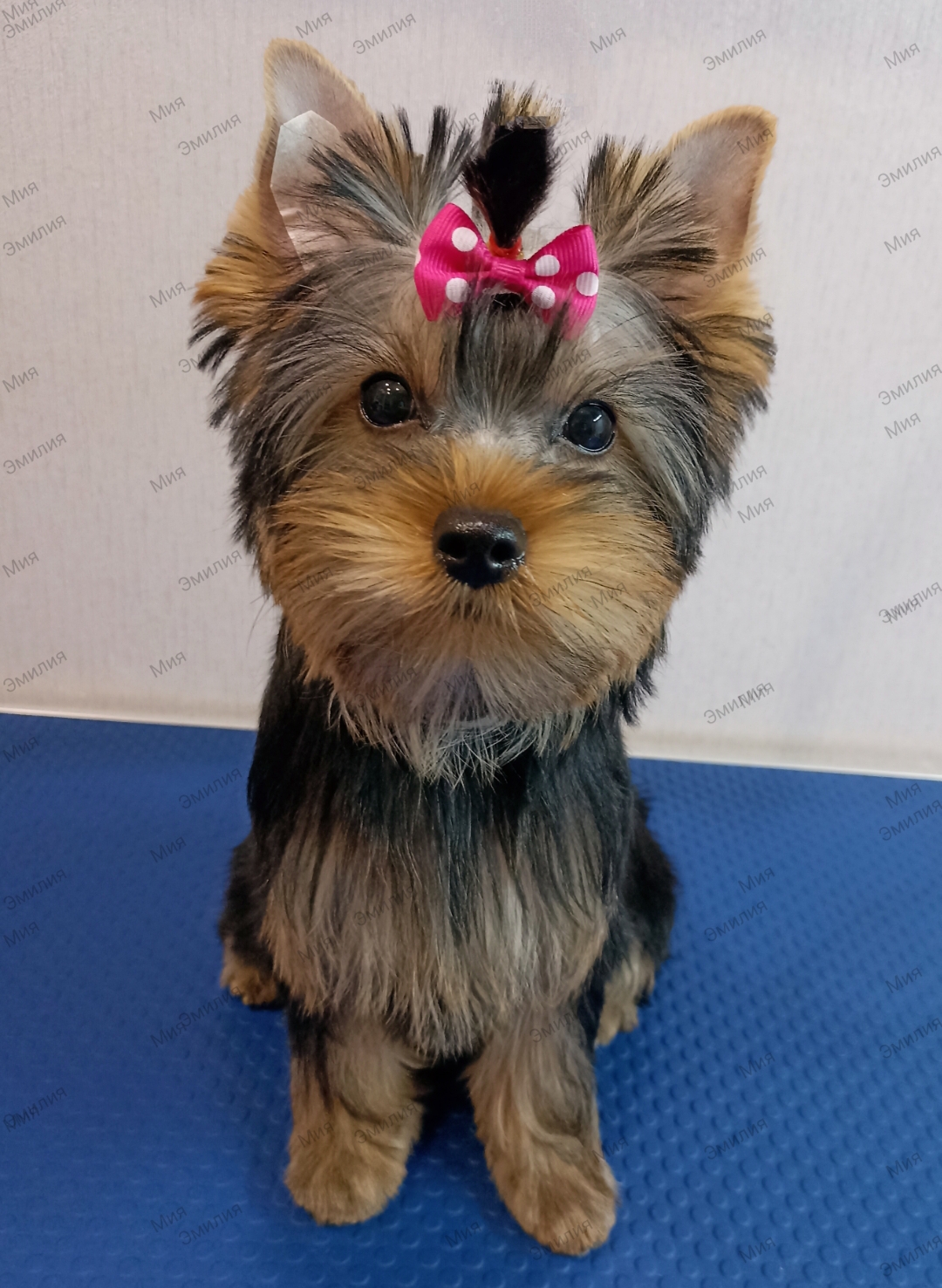 EMILY PERFECT STILE &mdash; Labaza DogPedigree YorkshireTerrier