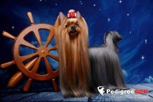  HELMIDGE J'ADORE DIOR &mdash; Labaza DogPedigree YorkshireTerrier