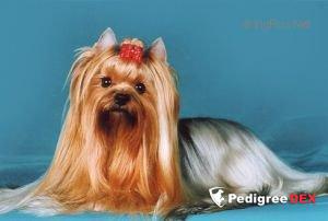 SMILAIN ELIZAVETA &mdash; Labaza DogPedigree YorkshireTerrier
