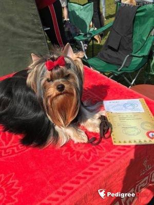 LA FLOR TIERNA LARA FABIAN &mdash; Labaza DogPedigree YorkshireTerrier