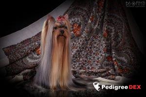 GALLANA ARISTOS RINGING IN MY SOUL &mdash; Labaza DogPedigree YorkshireTerrier