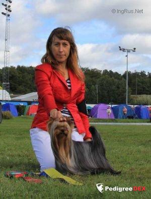  LOTUS MI KOCHAV HA-CARMEL &mdash; Labaza DogPedigree YorkshireTerrier
