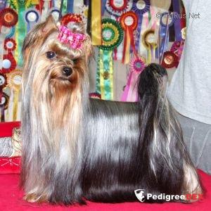  LILAH MI KOCHAV HA-CARMEL &mdash; Labaza DogPedigree YorkshireTerrier