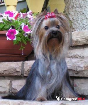  GILA MI KOCHAV HA-CARMEL &mdash; Labaza DogPedigree YorkshireTerrier