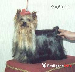  GREGORY OF SURVIVAL &mdash; Labaza DogPedigree YorkshireTerrier