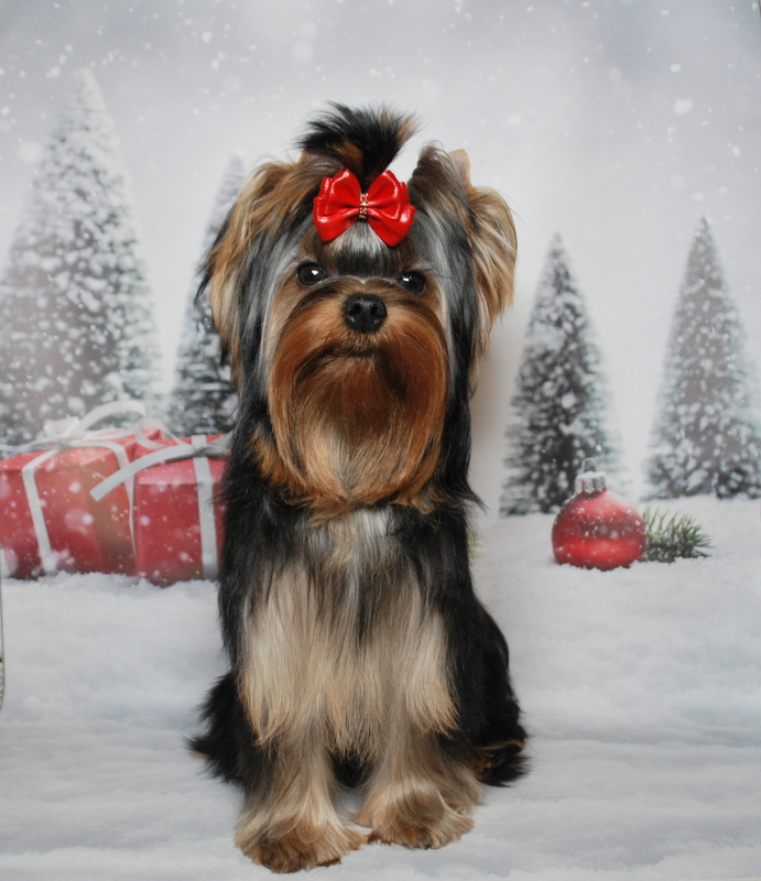 Виктория Викторовна &mdash; Labaza DogPedigree YorkshireTerrier