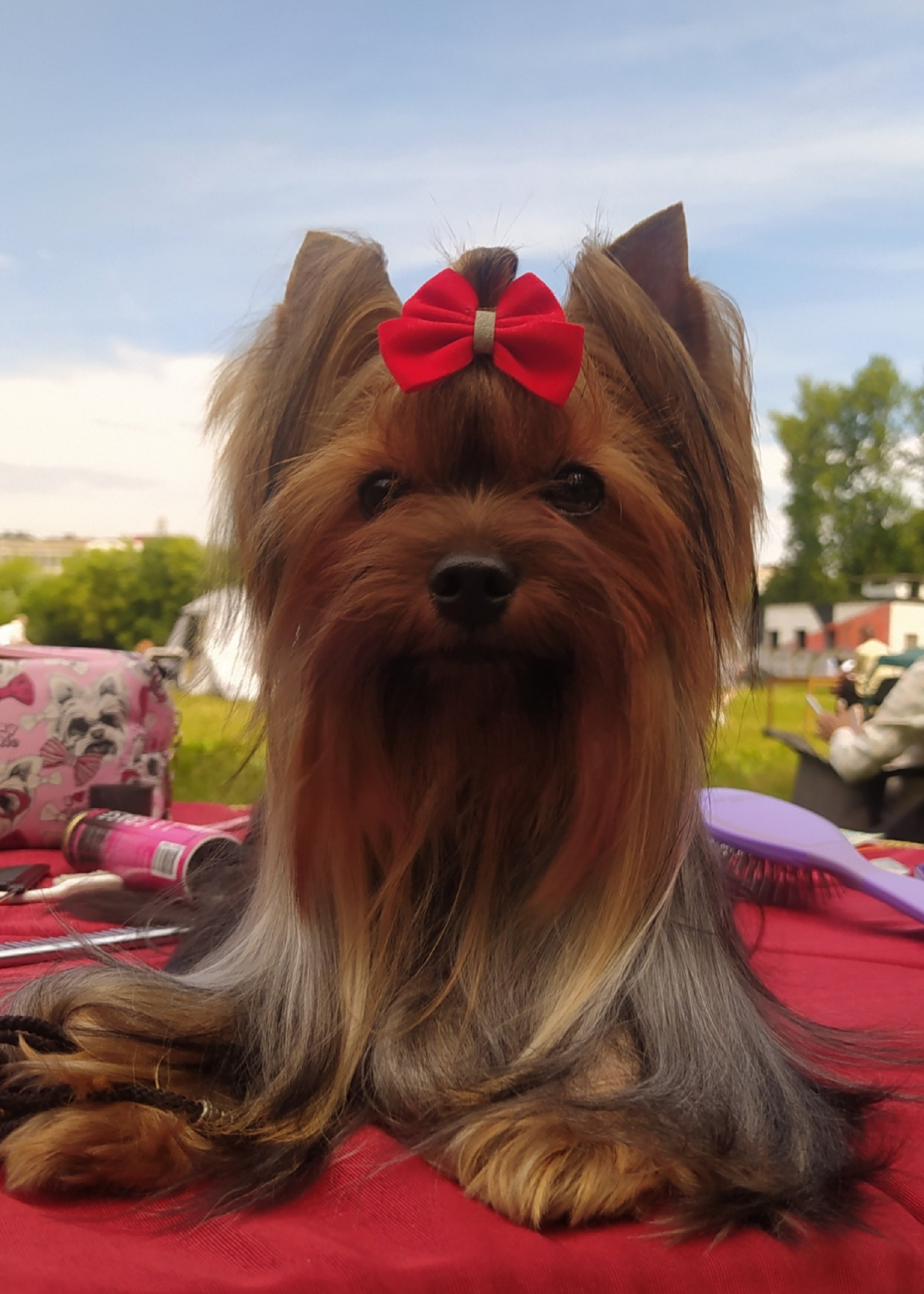ENDLESS BLISS SHE IS THE ONE &mdash; Labaza DogPedigree YorkshireTerrier