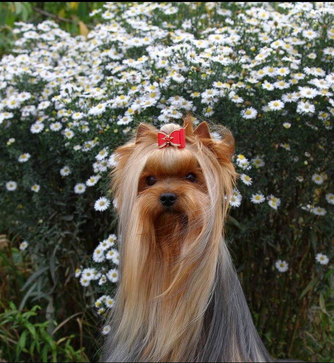  SCHASTLIVY MIR CHEMBERLEN &mdash; Labaza DogPedigree YorkshireTerrier