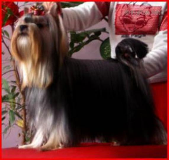  CARMEN OF MARYON’S HOME &mdash; Labaza DogPedigree YorkshireTerrier