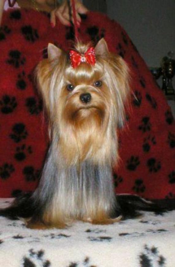 JACQUELINE OF MARYONS'S HOME &mdash; Labaza DogPedigree YorkshireTerrier