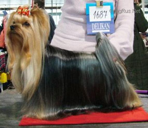  CALISTA OF MARYON’S HOME &mdash; Labaza DogPedigree YorkshireTerrier