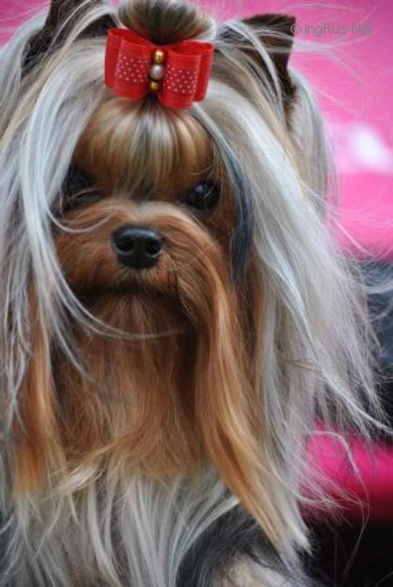  SHINING PURE LOVE BOUTIQUE ROYAL &mdash; Labaza DogPedigree YorkshireTerrier