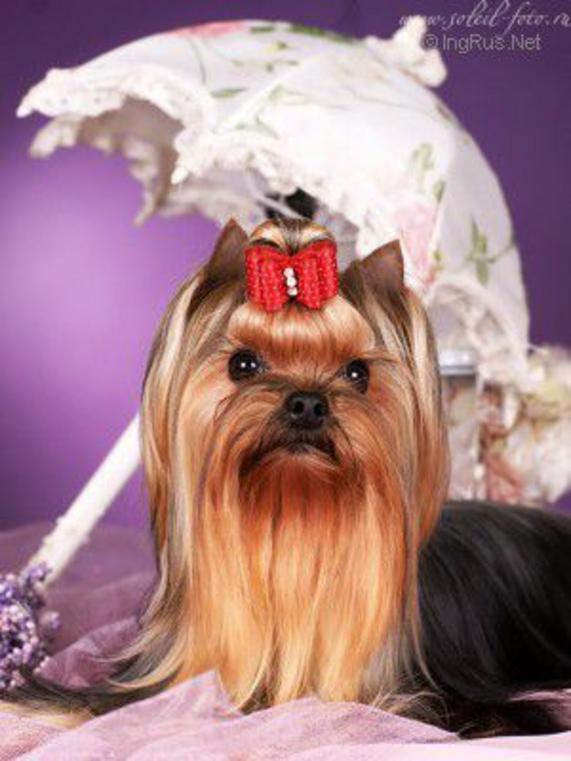  TUL'SKI PRESTIG KOLUMBINE &mdash; Labaza DogPedigree YorkshireTerrier