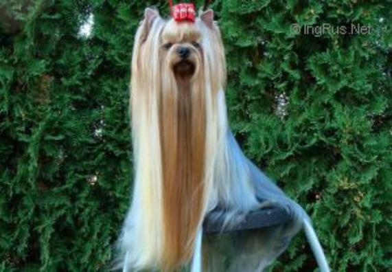  QUESTION STRIBRNE PRANI &mdash; Labaza DogPedigree YorkshireTerrier
