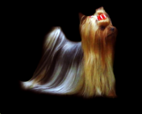  SUNNY DAY FERIBETTY &mdash; Labaza DogPedigree YorkshireTerrier
