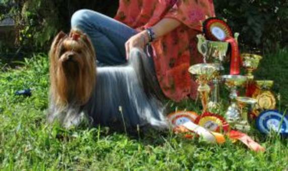 ANASTASIA YORK GIVENCHY &mdash; Labaza DogPedigree YorkshireTerrier