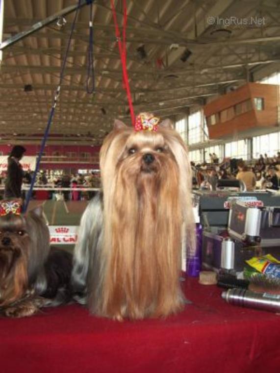  QOCCLE'S DREAM OF VICTORY &mdash; Labaza DogPedigree YorkshireTerrier