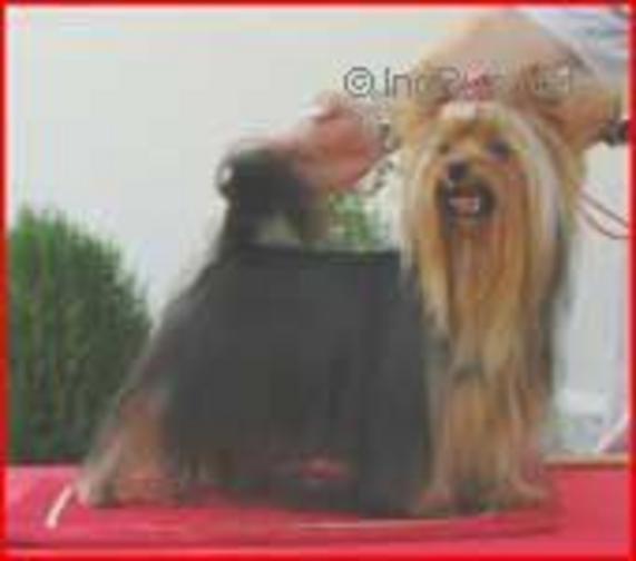  QOCCLE'S DIECIELODE &mdash; Labaza DogPedigree YorkshireTerrier