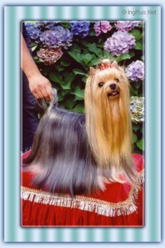  DURRER'S DARE TO DREAM &mdash; Labaza DogPedigree YorkshireTerrier