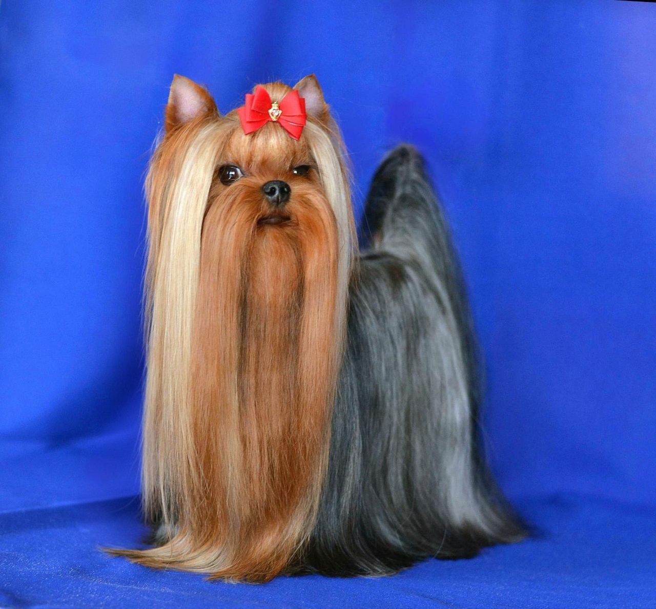 ENDLESS BLISS ZERO GRAVITY &mdash; Labaza DogPedigree YorkshireTerrier