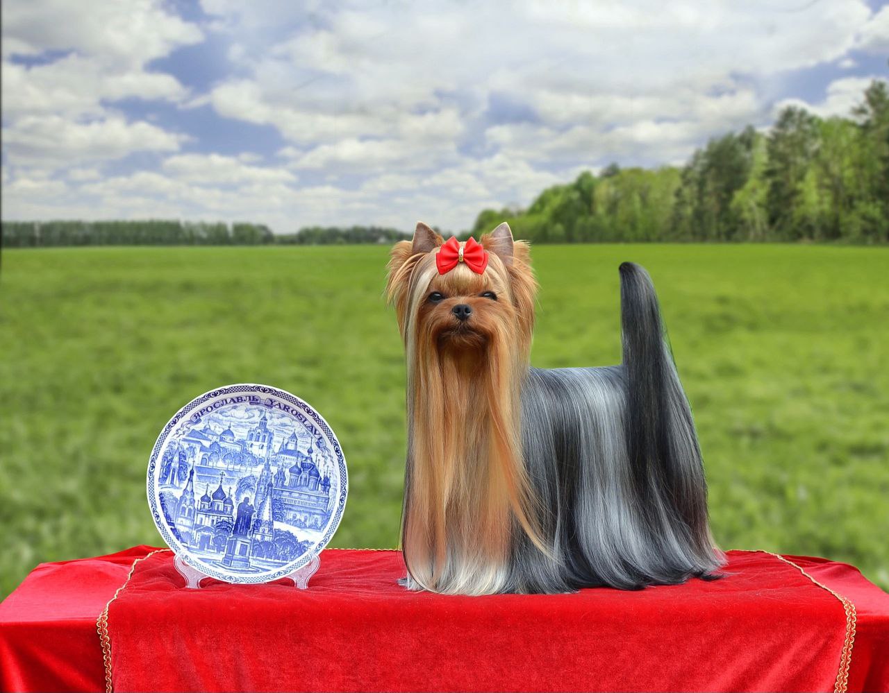  ENDLESS BLISS CANTERBURY &mdash; Labaza DogPedigree YorkshireTerrier