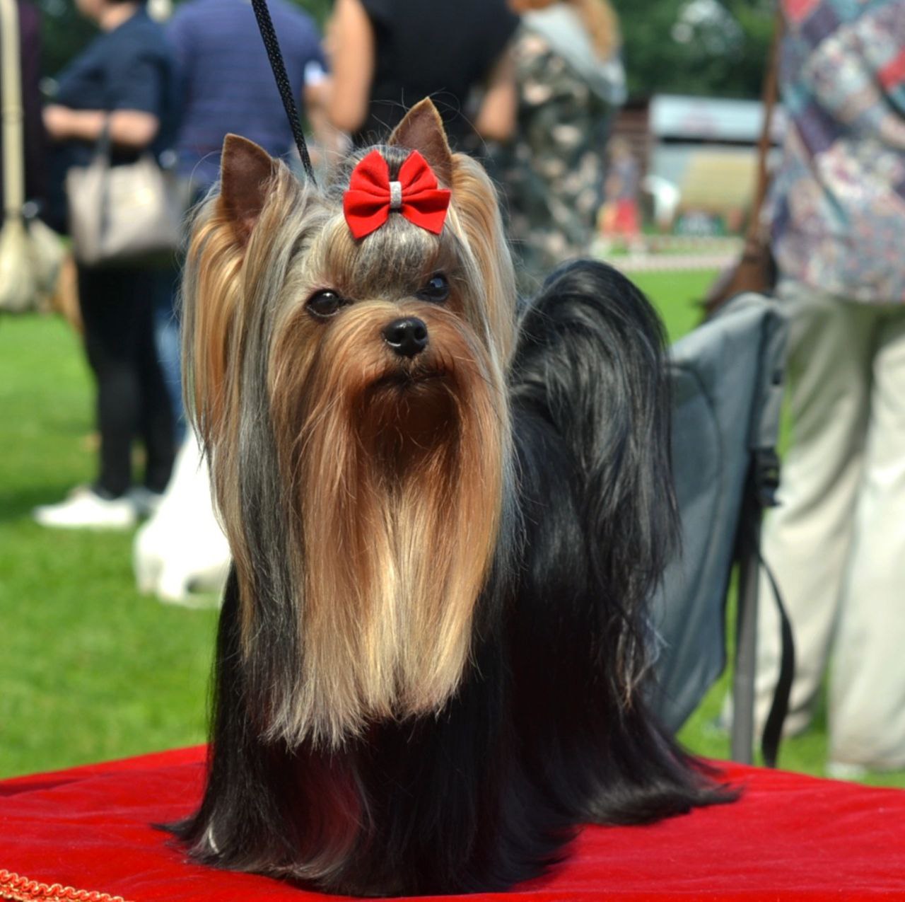 IVER FRENSIS THE BEST &mdash; Labaza DogPedigree YorkshireTerrier