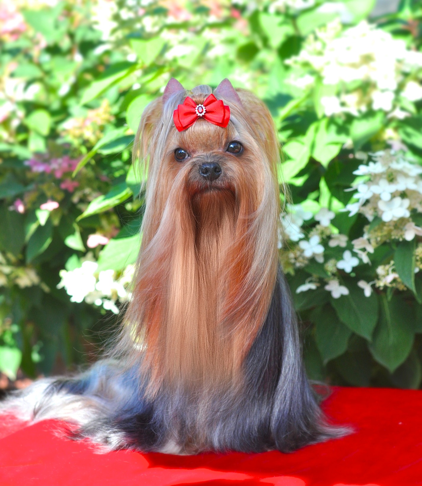 ENDLESS BLISS CHERRY BRENDI &mdash; Labaza DogPedigree YorkshireTerrier
