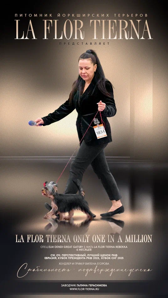LA FLOR TIERNA LA FLOR TIERNA ONLY ONE IN A MILLION &mdash; Labaza DogPedigree YorkshireTerrier
