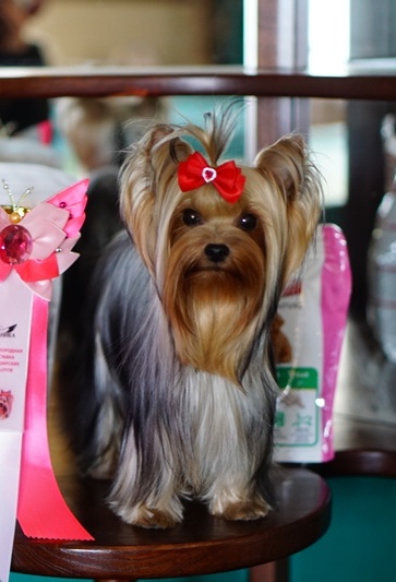  GRATSIYA GIFT OF HEAVEN &mdash; Labaza DogPedigree YorkshireTerrier