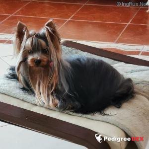 GLAMOUR GALAXY PREMIER MINISTER &mdash; Labaza DogPedigree YorkshireTerrier