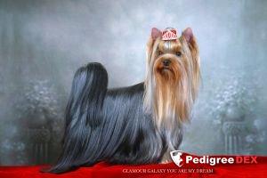  GLAMOUR GALAXY YOU ARE MY DREAM &mdash; Labaza DogPedigree YorkshireTerrier