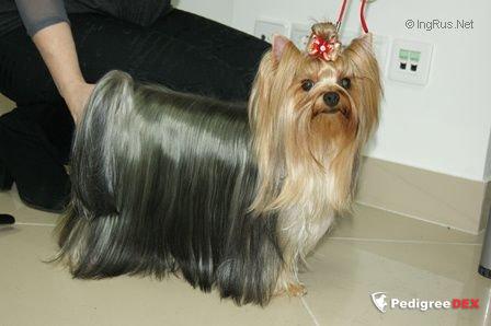  GLAMOUR GALAXY BUENA SUERTE &mdash; Labaza DogPedigree YorkshireTerrier