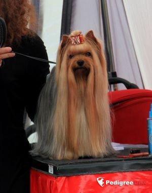  GALLANA ARISTOS IRREPRESSIBLE ENERGY &mdash; Labaza DogPedigree YorkshireTerrier