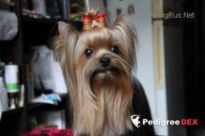  MY ANGEL JASNA JAGODKA &mdash; Labaza DogPedigree YorkshireTerrier