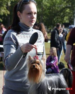  GLAMOUR GALAXY YUNIVERS OF MAGIC &mdash; Labaza DogPedigree YorkshireTerrier