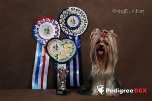  GLAMOUR GALAXY CHERUTTY MEDZHIK TACH &mdash; Labaza DogPedigree YorkshireTerrier