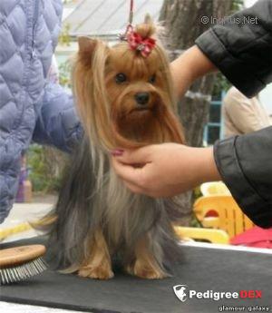  GLAMOUR GALAXY APPLEBEES &mdash; Labaza DogPedigree YorkshireTerrier