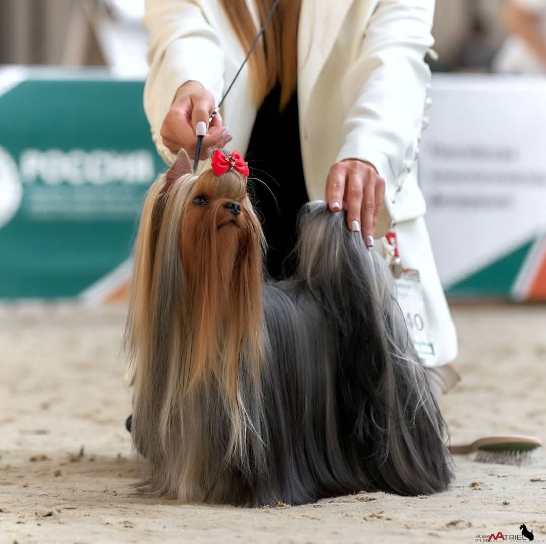 ALARIS VINSERA &mdash; Labaza DogPedigree YorkshireTerrier