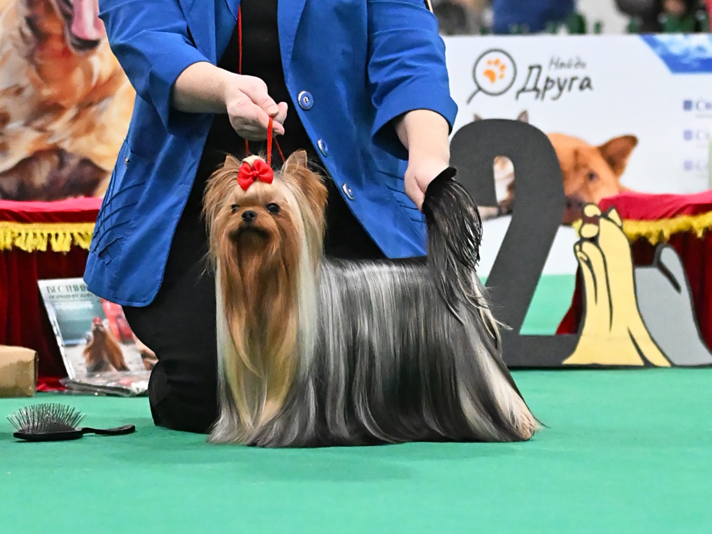 HOTSI-TOTSI HOTSI-TOTSI SMILE &mdash; Labaza DogPedigree YorkshireTerrier