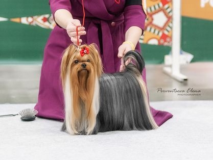 HOTSI-TOTSI HOTSI-TOTSI EUPHORIA &mdash; Labaza DogPedigree YorkshireTerrier