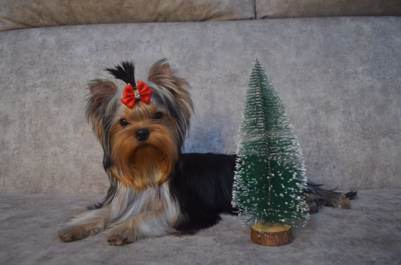 AVELEYN АВЕЛИНА ПАТИ ПРАЙДА &mdash; Labaza DogPedigree YorkshireTerrier