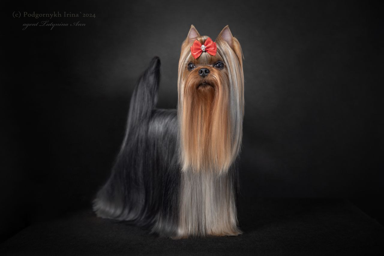 SOLAR CITY DIAMOND KING SOLAR SITY &mdash; Labaza DogPedigree YorkshireTerrier