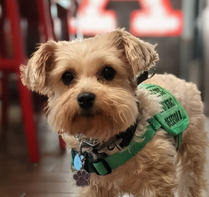 TerrierDolly &mdash; Labaza DogPedigree YorkshireTerrier