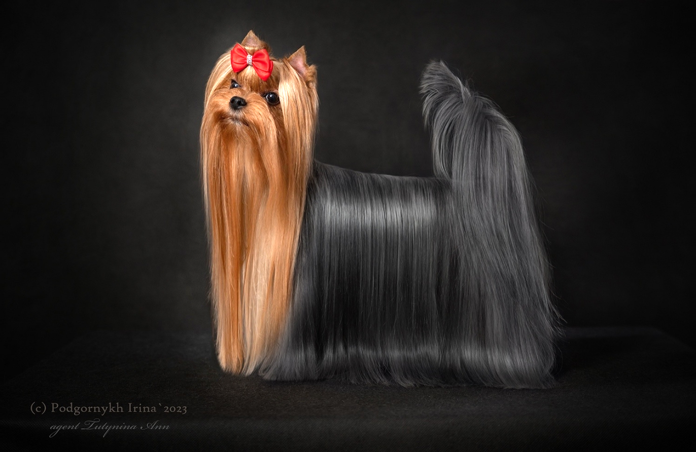 STREET FLASH STREET FLASH GRACE &mdash; Labaza DogPedigree YorkshireTerrier