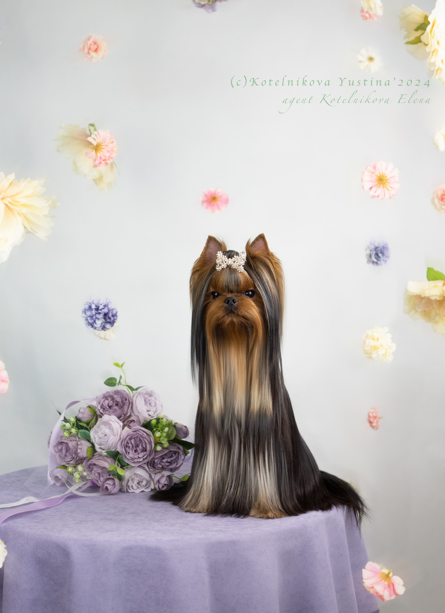 Primavera Incanta PRIMAVERA INCANTA HALLY GALLY &mdash; Labaza DogPedigree YorkshireTerrier