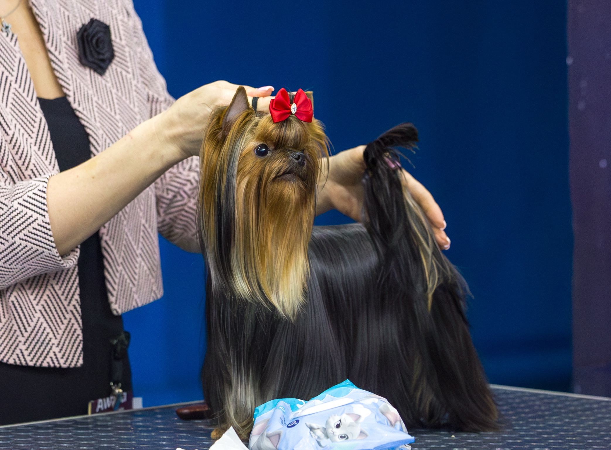 Royal Fireworks ROYAL FIREWORKS ITALICA &mdash; Labaza DogPedigree YorkshireTerrier