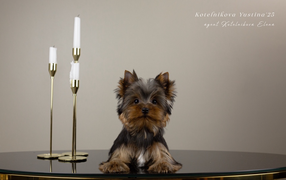 ROYAL FIREWORKS LEGEND &mdash; Labaza DogPedigree YorkshireTerrier