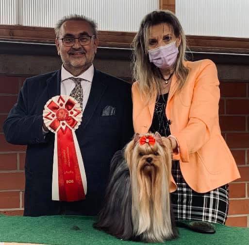 CAMPARIS CAMPARIS MONTICELLI &mdash; Labaza DogPedigree YorkshireTerrier