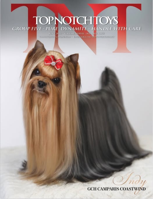 CAMPARIS CAMPARIS COASTWIND &mdash; Labaza DogPedigree YorkshireTerrier