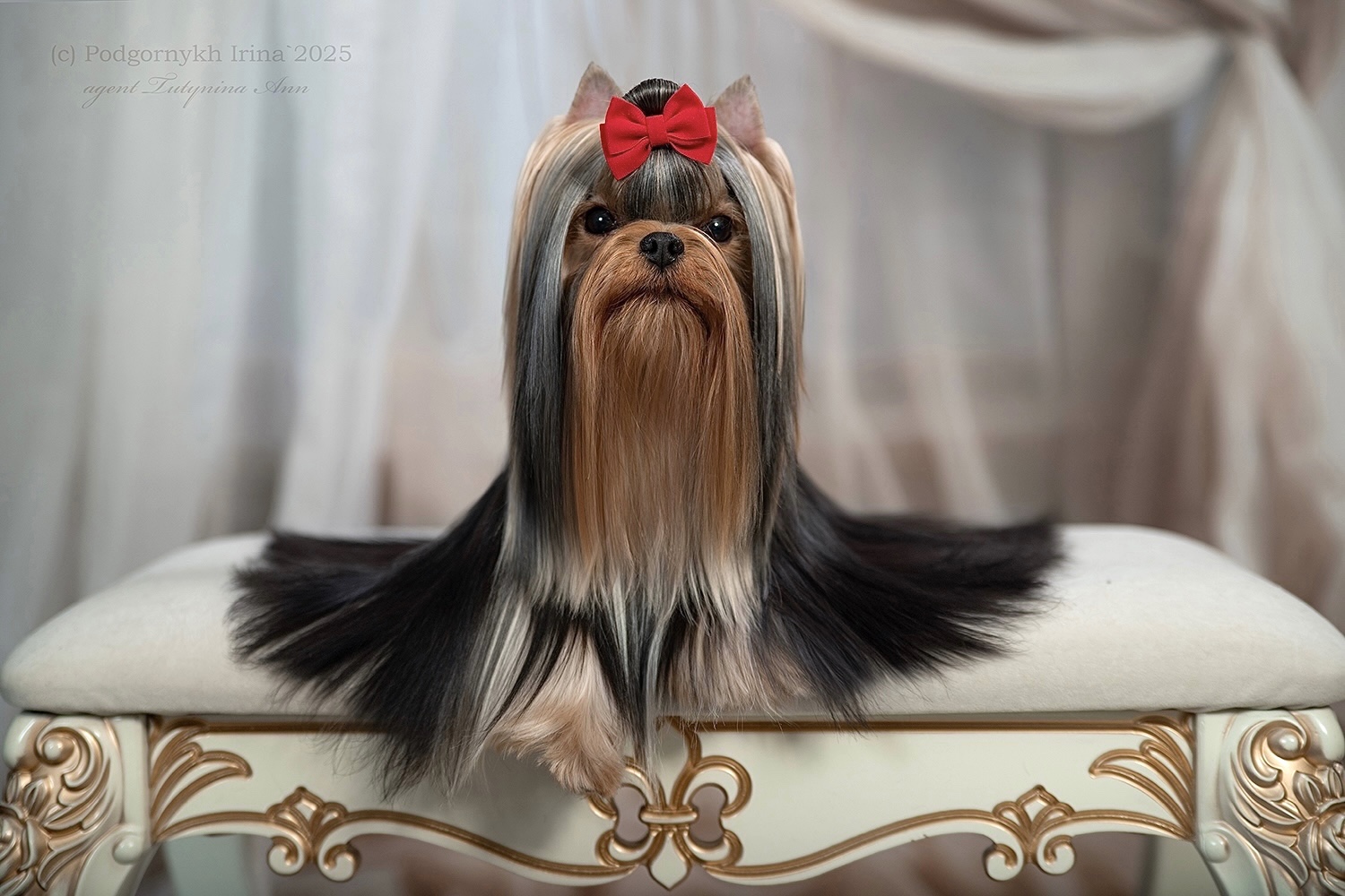 Shershe Lya Fam SHERSHE LYA-FAM TE AMO &mdash; Labaza DogPedigree YorkshireTerrier